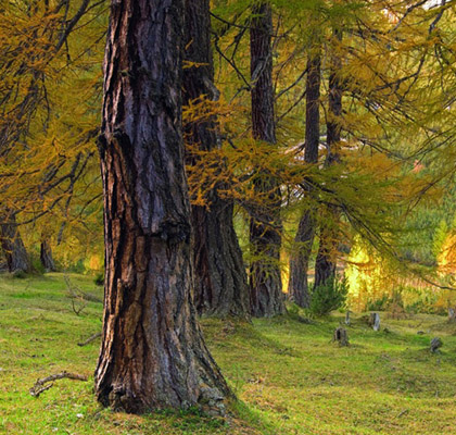 Baum Lärche